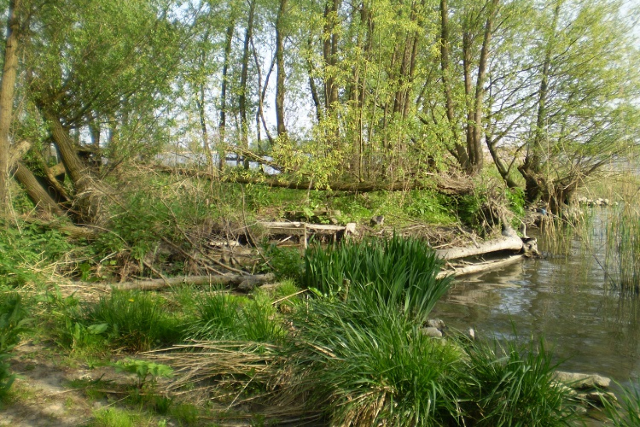 Twee uur durende Biesbosch vaartocht