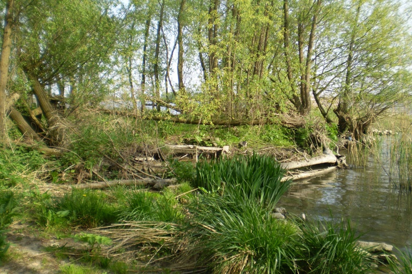 Dagtocht Rotterdam - Biesbosch