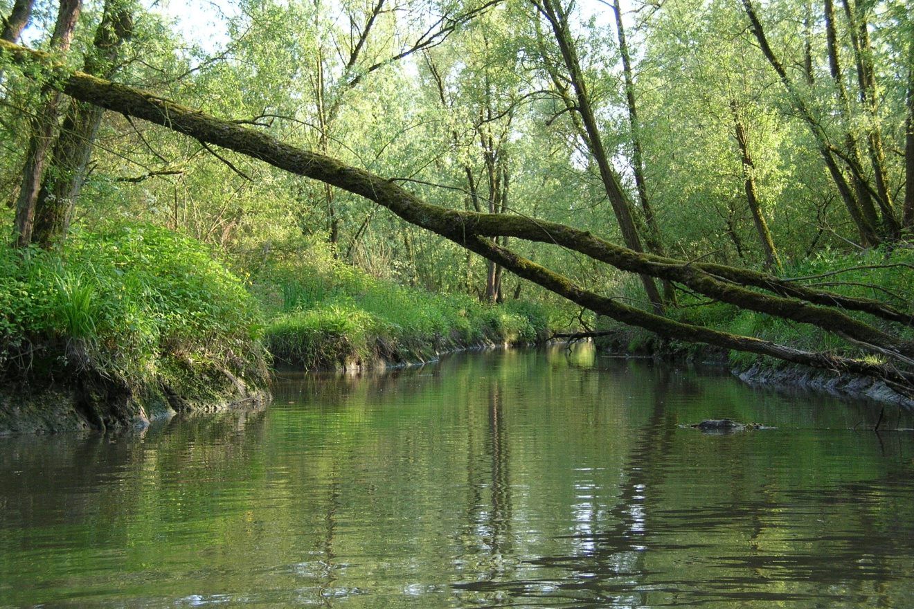 Met de fluisterboot varen door de Biesbosch