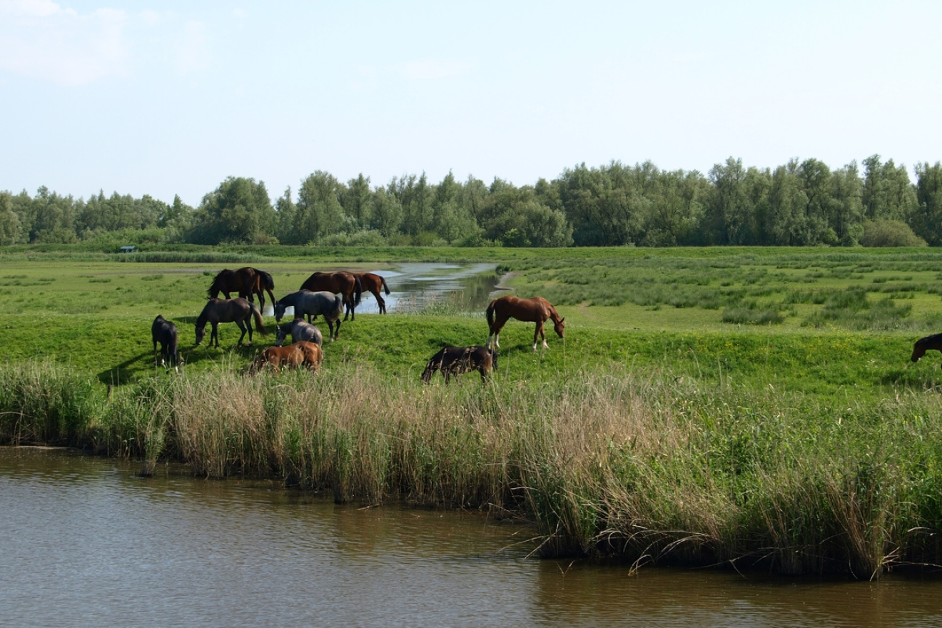 Twee uur durende Biesbosch vaartocht