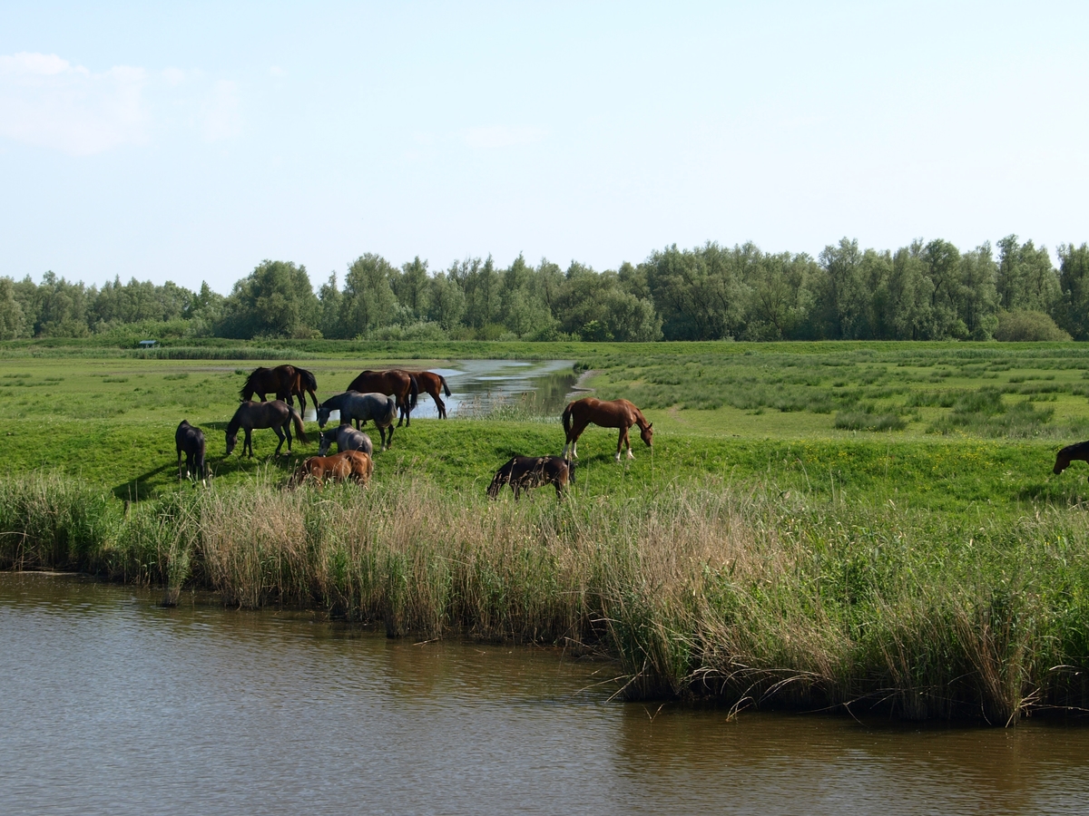 Dagtocht Rotterdam - Biesbosch