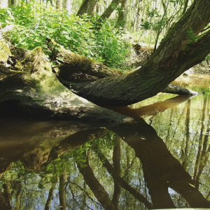 Rondvaart door de Biesbosch met koffie en gebak